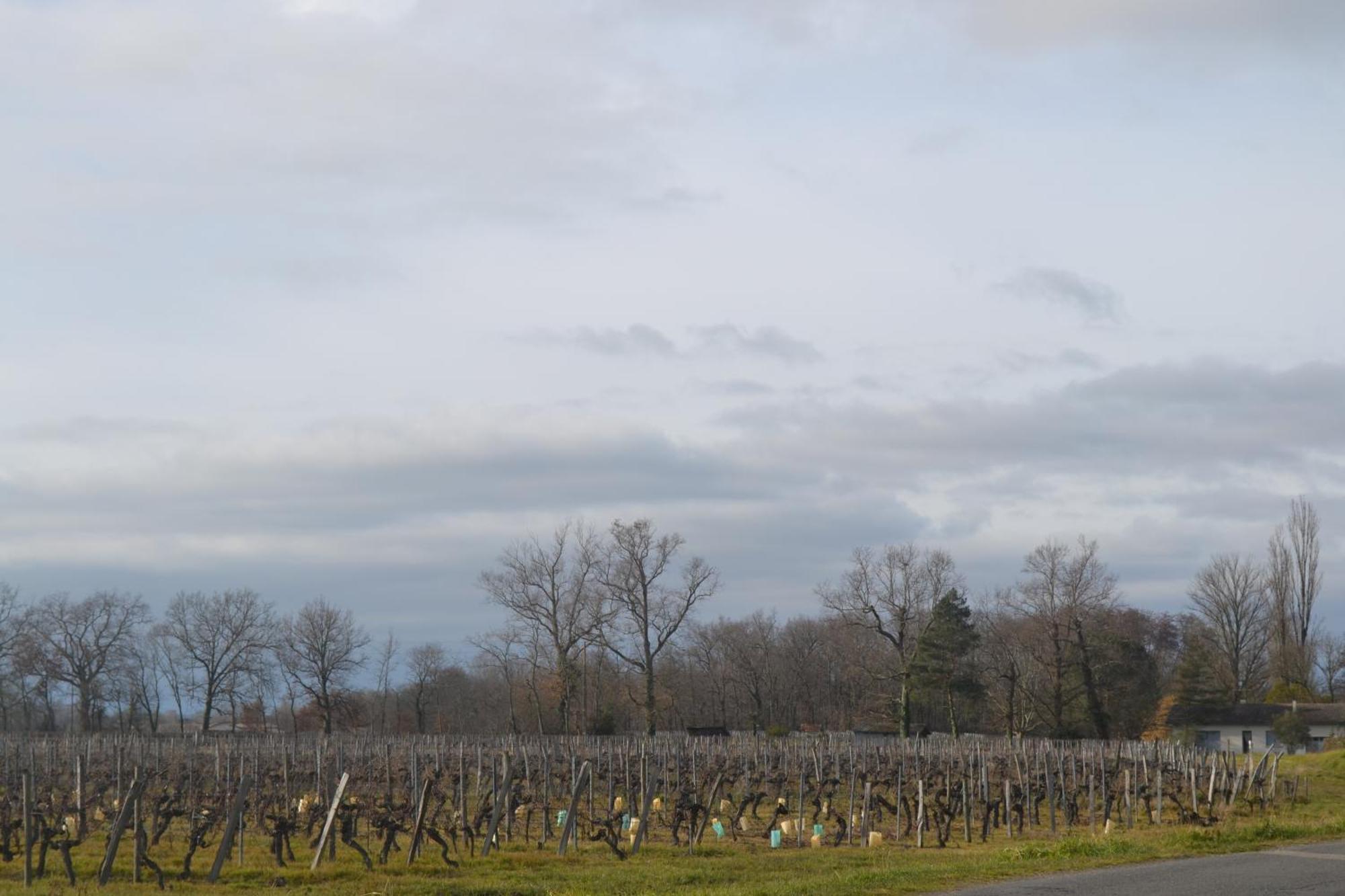 Maison Bertineau Proche Saint-Emilion Néac エクステリア 写真